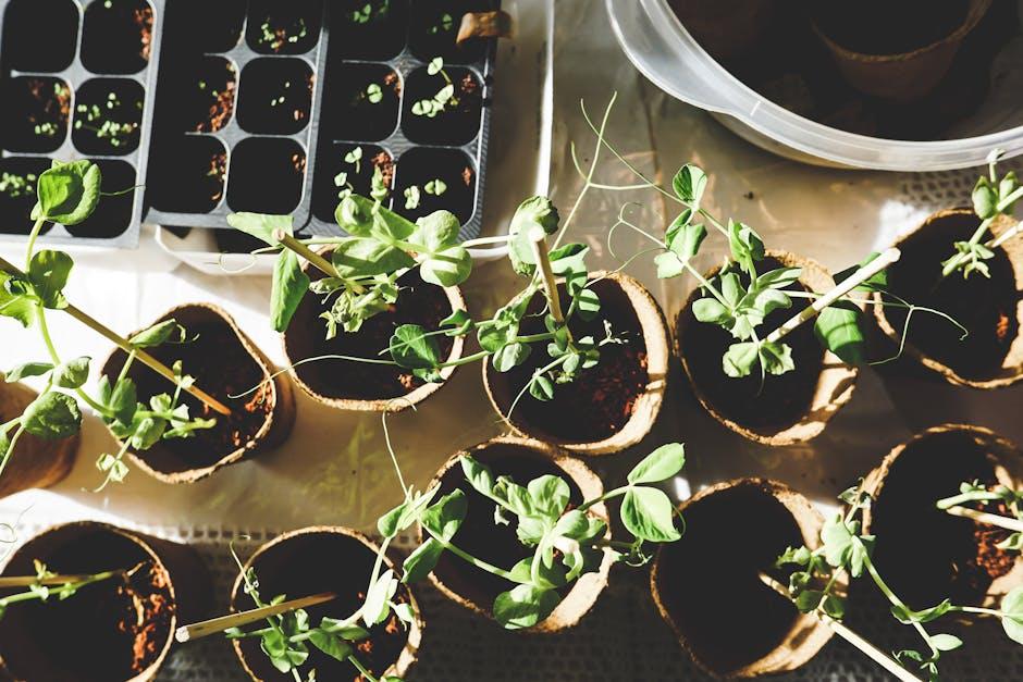 Cultivating a Greener Future: Best Practices for Using Biodegradable Pots