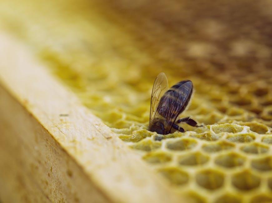 Tips for Choosing⁢ and Caring for Your Beeswax Wraps