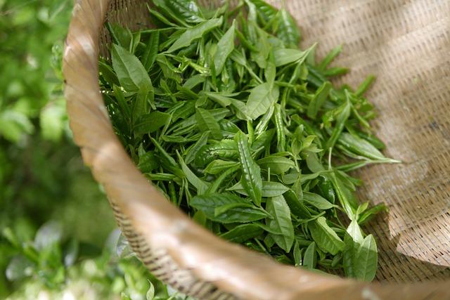 Brewing Recommendations: ⁤Crafting ⁤the Perfect Cup of Botanical Tea