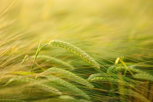 Cultivation Conditions: Understanding the Growing Environments