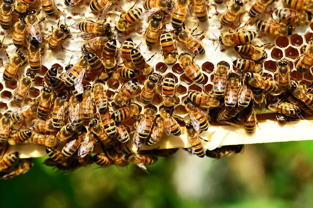 Exploring⁤ the Benefits of beeswax Wraps for Sustainable Food Storage