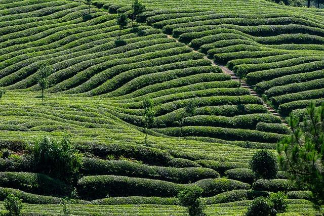 exploring​ the ‌Luxe ‍tea Aisle: Unveiling Hidden Gems