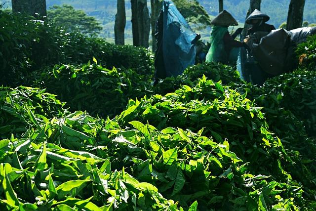 Cultivating Your collection: Recommendations for Tea ⁢Enthusiasts