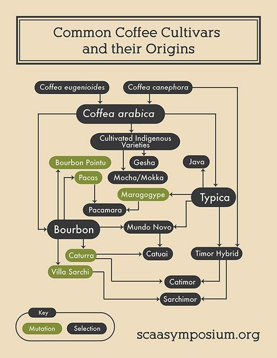 Flavor Profiles and Taste Experiences: What Sets Them Apart
