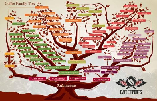 Brewing Recommendations: Maximizing Your Coffee Experience